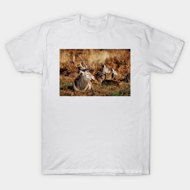 Red Deer Stag in Richmond Park T-Shirt by GrahamPrentice